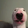 pablo.dadog