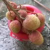 ruavouser3788707