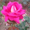 user5610909271857
