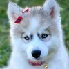 husky.busky4