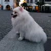 ice.the.pomeranian