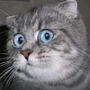 andrcheshirecat