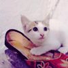 biyayousuf5