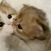 wong.desoki