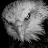 🦅
