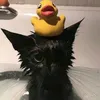 miaopasi65
