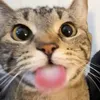 mqlvizss
