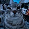 dylan_ppq