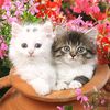 abuzer.zdemir44