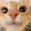 cat.lovers461