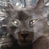 dobbyfree80