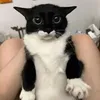 volarbb_oreshki