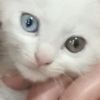 hanane.azizi86