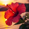yovi_140179