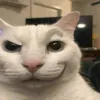 gato_123.5