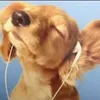 heelprivejazzs