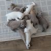 Cute Britishshorthair Kittens