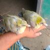 moinuddin4904