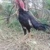 huyhuy83201