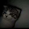 lissa_liz_15