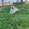 golden.retriever957