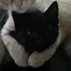 thisboyisgentleman