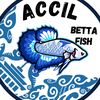 accil.betta.fish