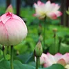 lotuslule