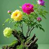 winmyint2357