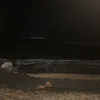 ️