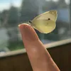 lylynqak23d