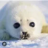 i_love_seals93