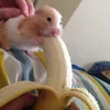 clubedolvro0