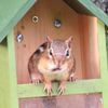 chip_in_the_dale