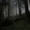 allegro_77