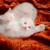 eman_malik013
