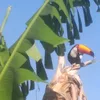 luciano.carlos75