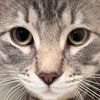 emin_hojayev1