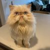 HeiHei’s Big Adventure