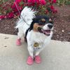 thelittledogwithshoes