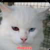 aziz08126