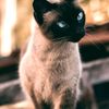 sebastiam.brinoes