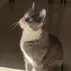ntvidr