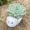 Vườn sen nhà Yu 🌱