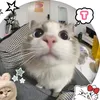 trinh_nha15