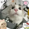 diaanaaa56