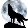 blue_wolf100