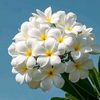 .shapla4