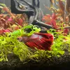 myredbettafish