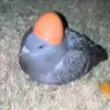 _i_rlly_dk_what_to_put_